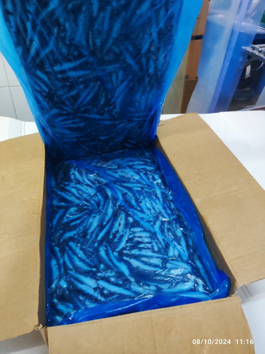 Anchois — Entier, photo 2