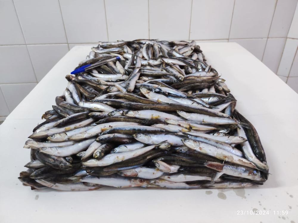 Anchois — Entier, photo 3