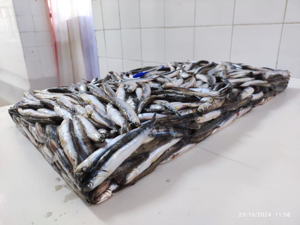 Anchois — Entier, photo 4