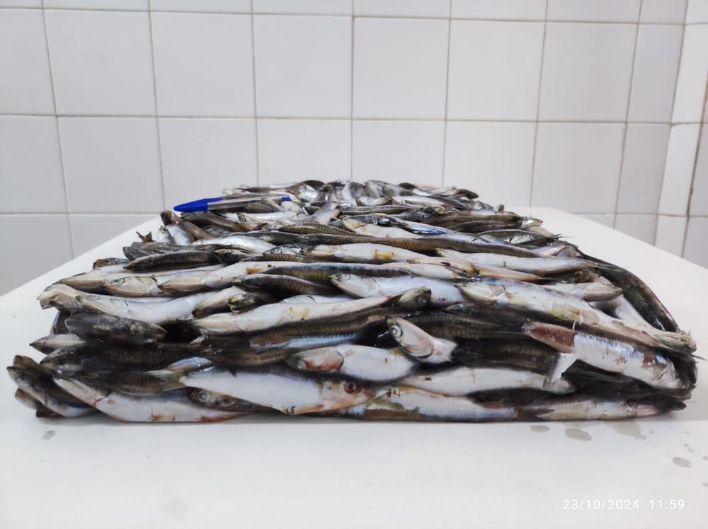 Anchois — Entier, photo 5