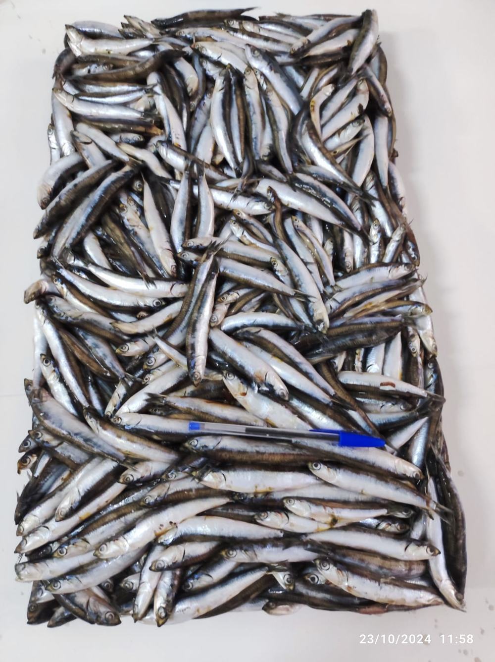 Anchois — Entier, photo 6