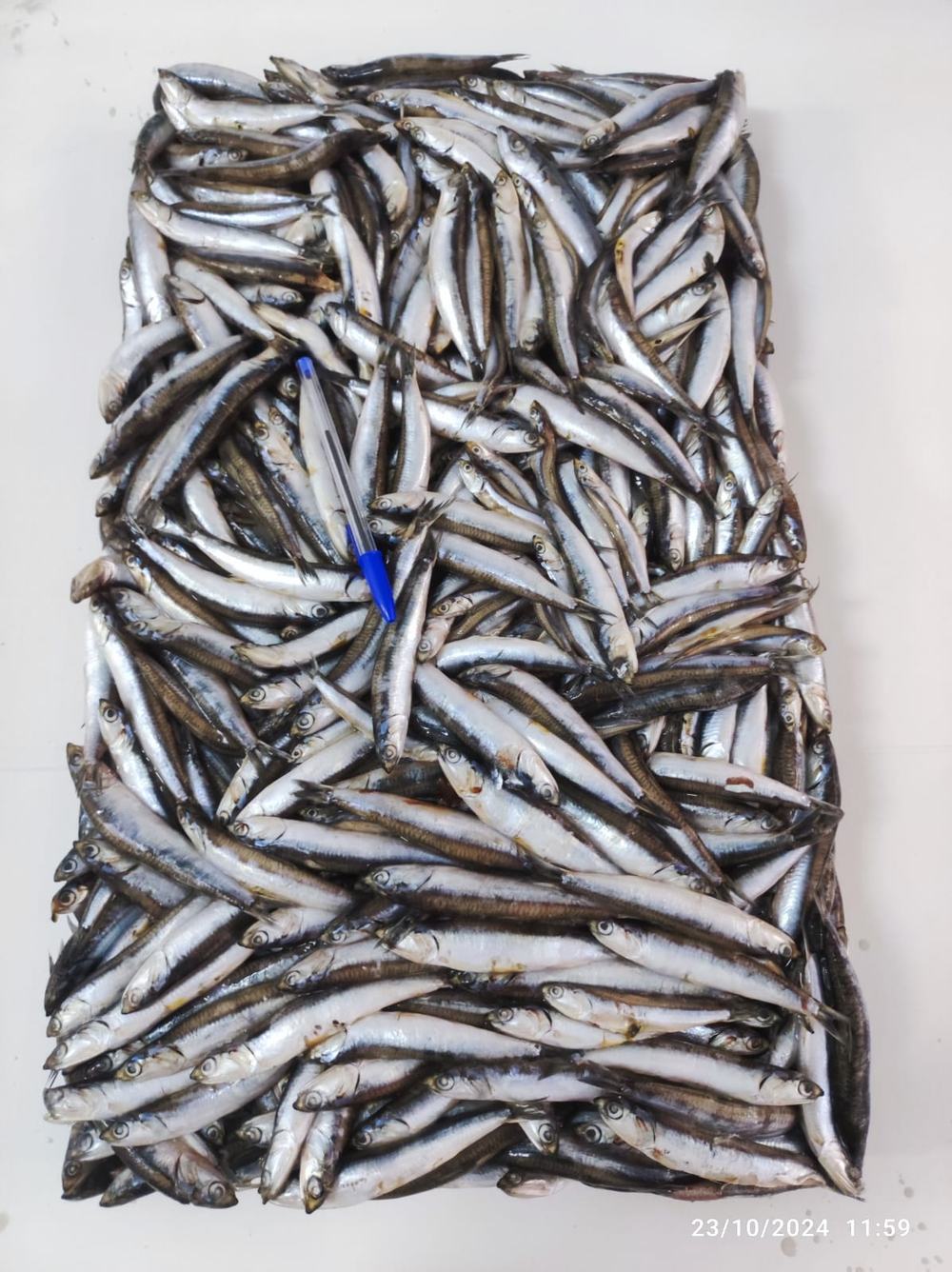 Anchois — Entier, photo 7