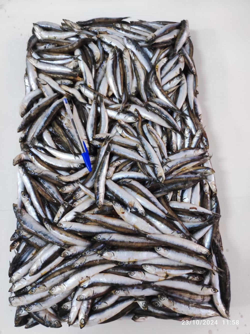 Anchois — Entier, photo 8