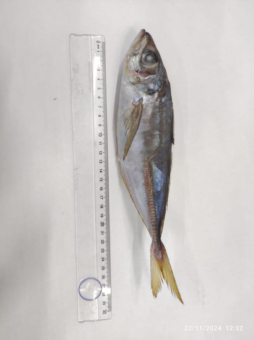 Chinchard — Entier, photo 1