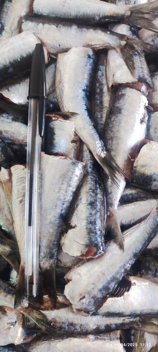Sardine — 2ème choix, photo 1