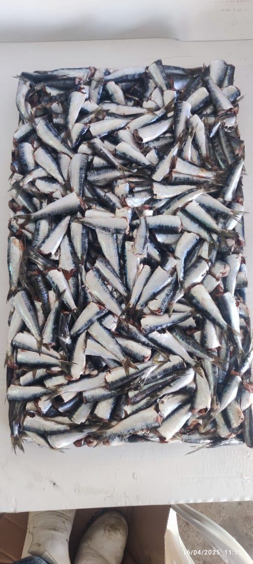 Sardine — 2ème choix, photo 4