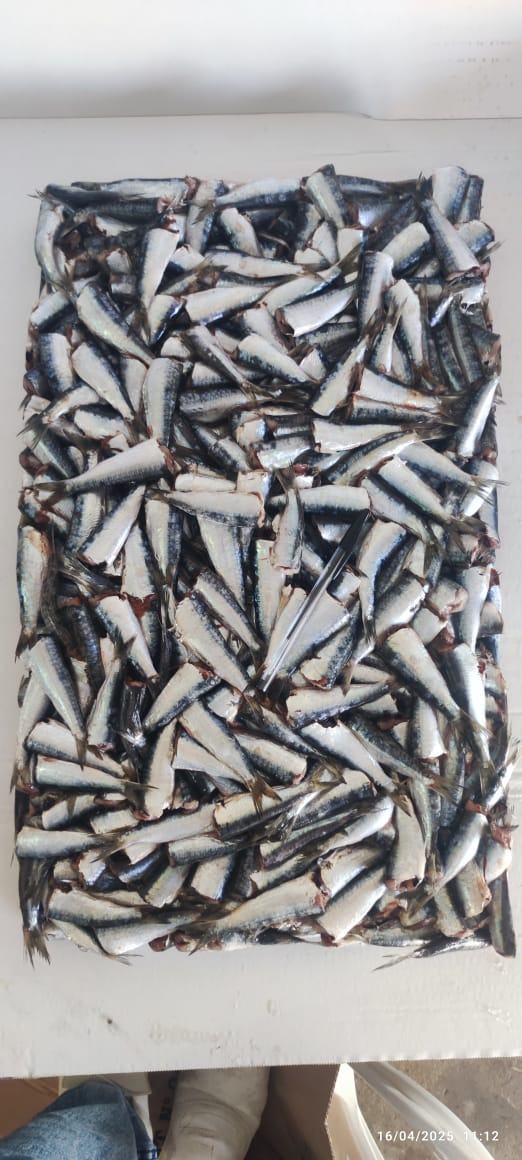 Sardine — 2ème choix, photo 5