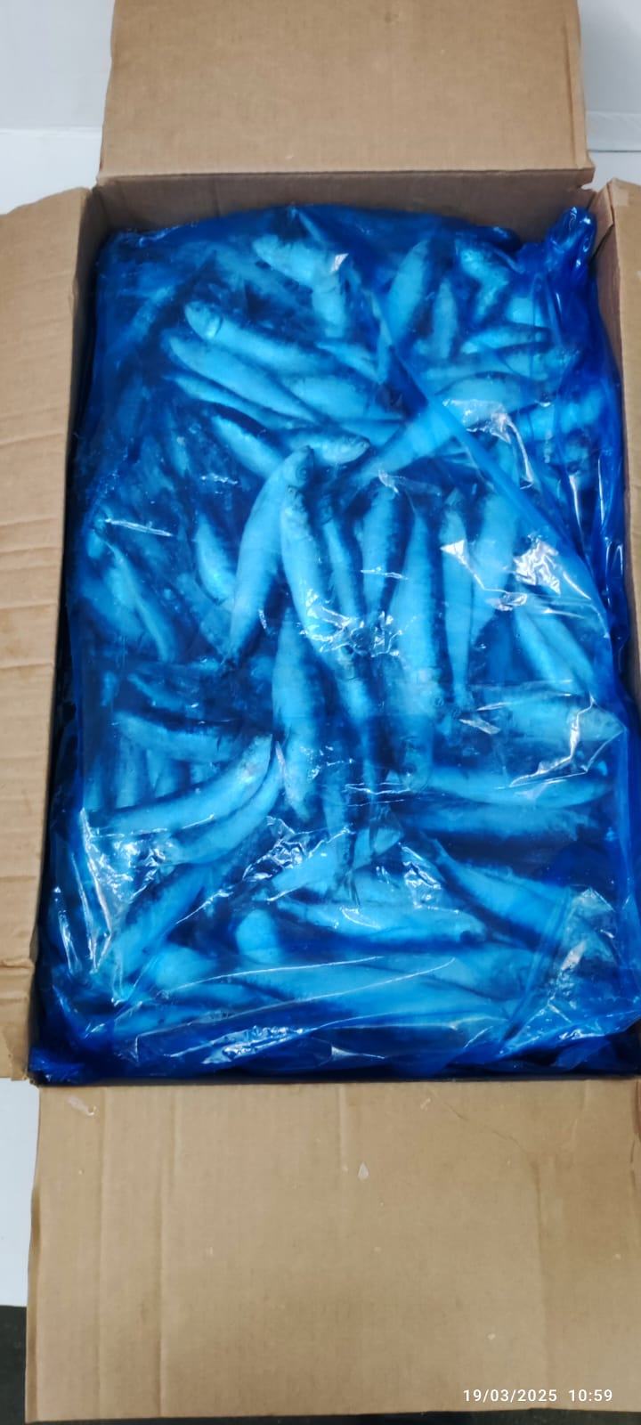 Sardine — Entière bloc HG/HGT, photo 1