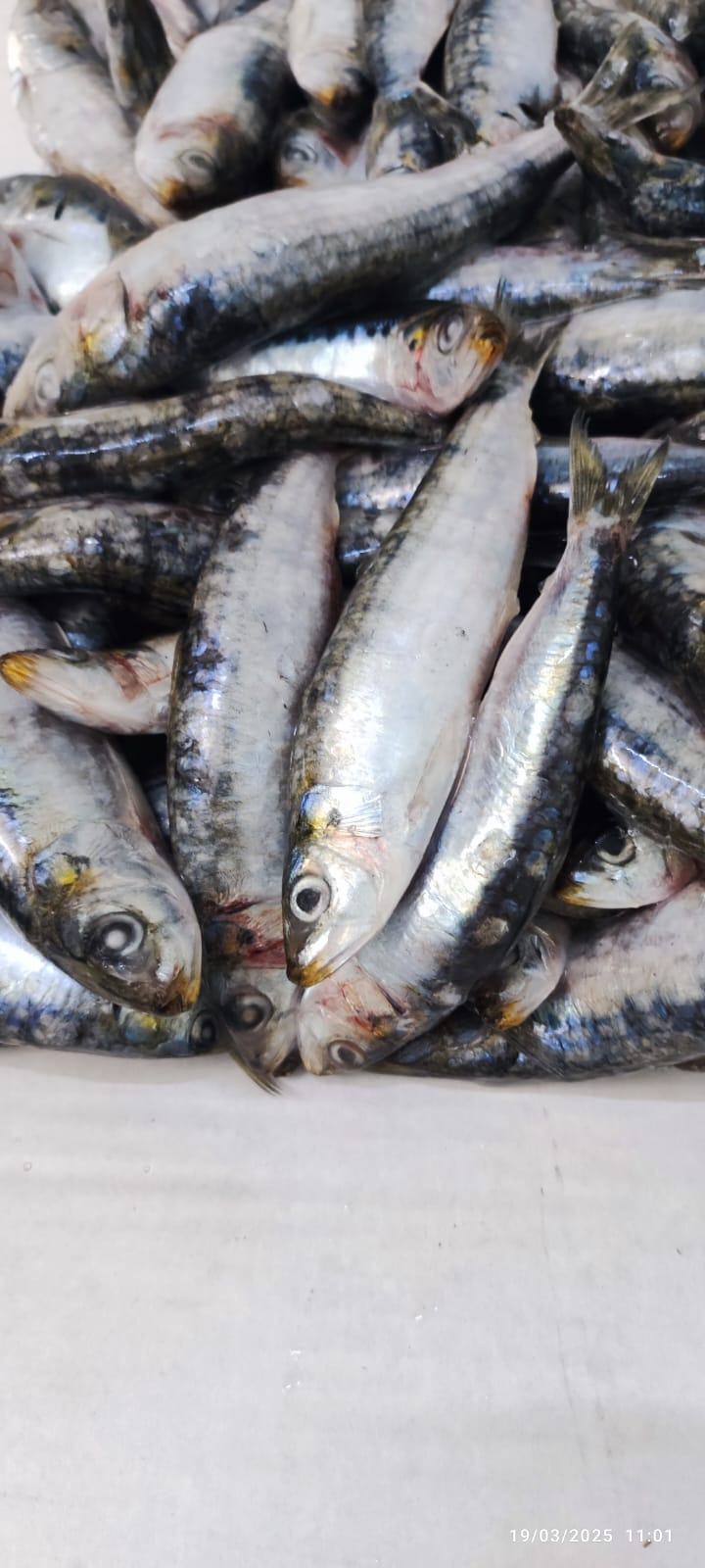 Sardine — Entière bloc HG/HGT, photo 6