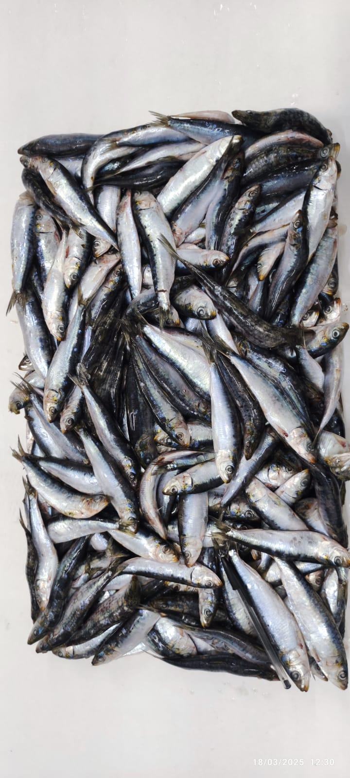 Sardine — Entière bloc HG/HGT, photo 8