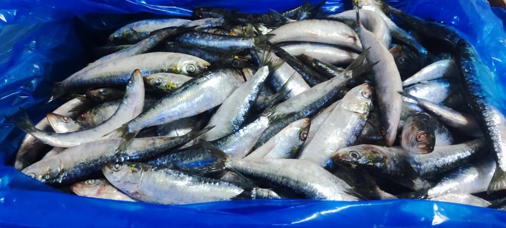 Sardine — Entière IQF, photo 1
