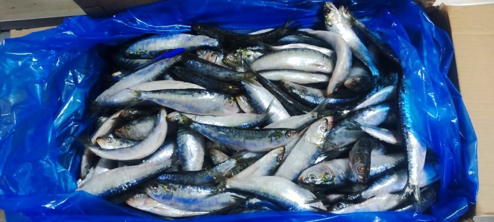 Sardine — Entière IQF, photo 4