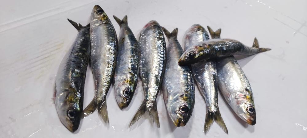 Sardine — Entière IQF, photo 8
