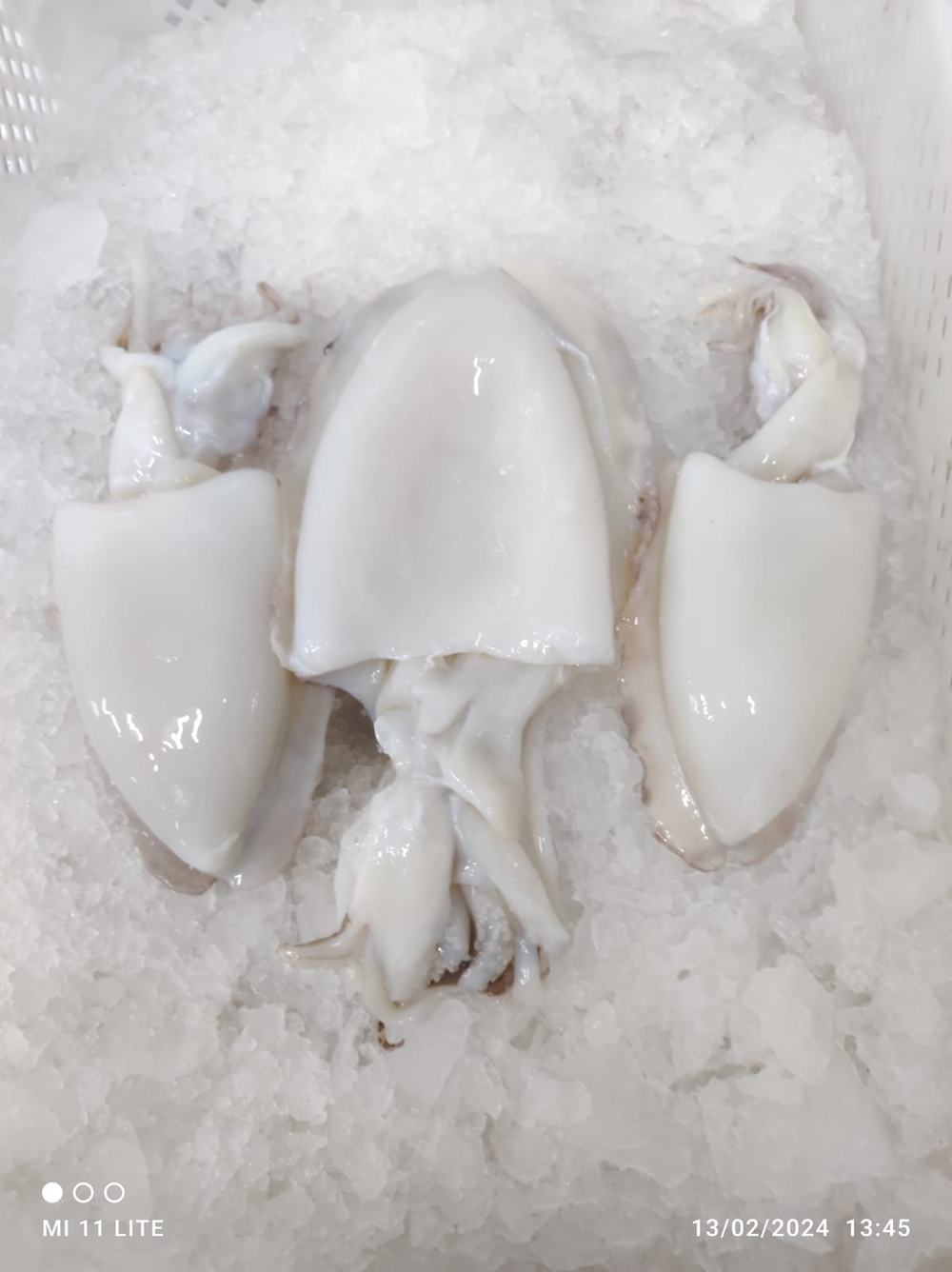 Seiche — Nettoyée, photo 5