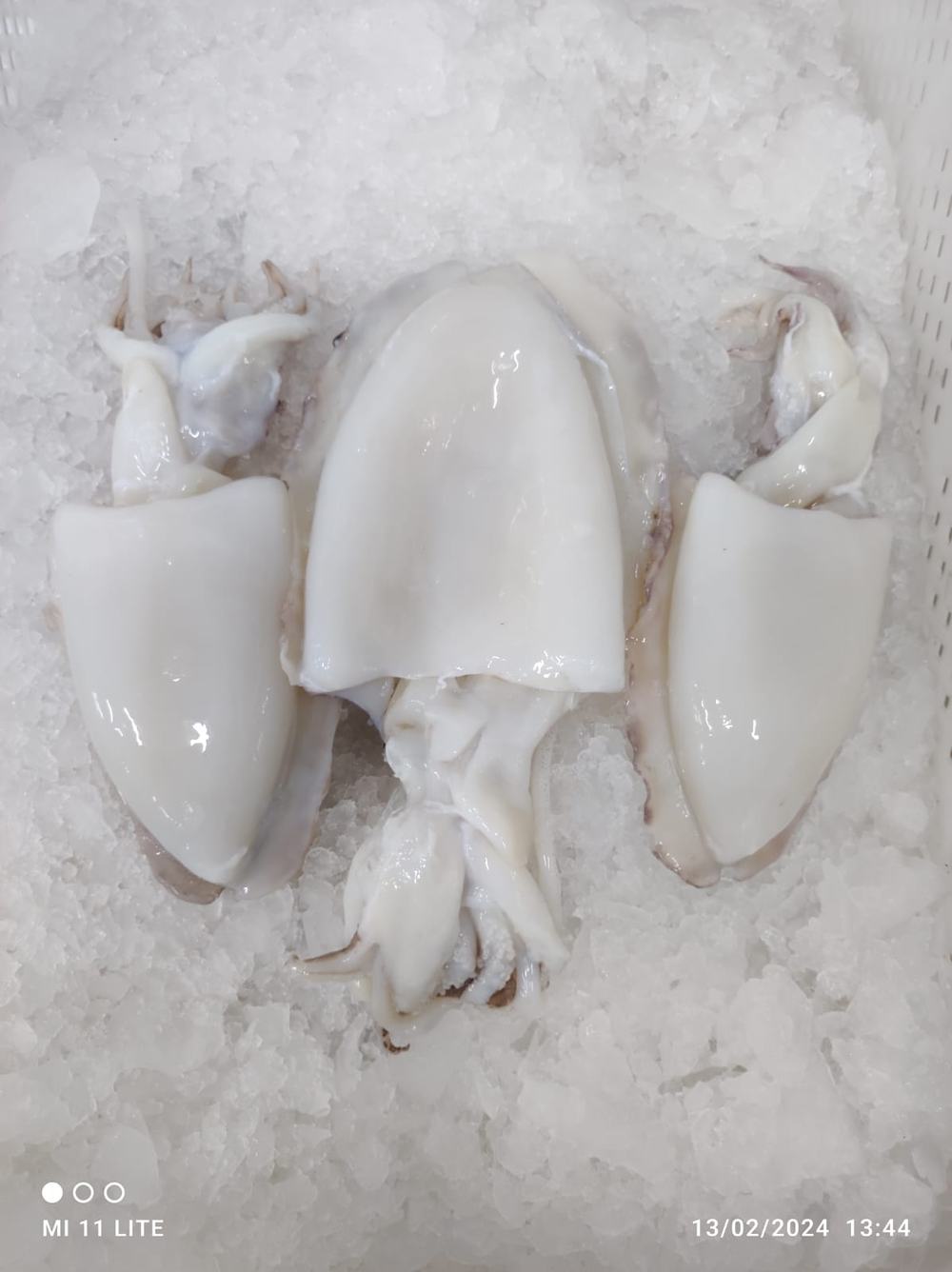 Seiche — Nettoyée, photo 7